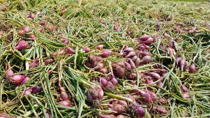 Freshly harvested red shallots spread across the field for drying under sunlight. The bulbs and green stems create a natural texture, showing the traditional post-harvest process in agriculture 