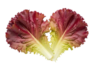 Isolated Lactuca sativa, curly loose-leaf lettuce, red leafy vegetable, fresh produce