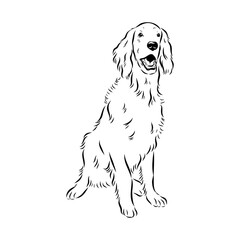 Irish Setter, vector sketch