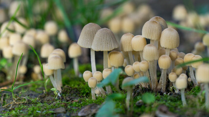 Beautiful small, cream-colored mushrooms Coprinellus disseminatus known as trooping crumble cap with ribbed caps growing in grassy, mossy forest floor, surrounded by green leaves and stem