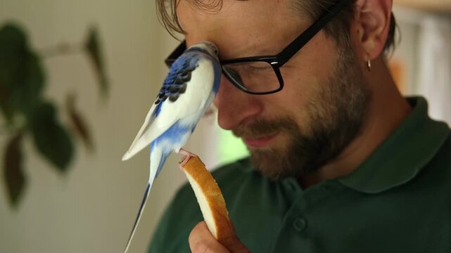 Budgerigar playing with handsome man. Budgie. Funny blue purple parakeet sitting on owner head. Cute violet tamed bird having fun with people. Friendship, relationship with Pets. Cute domestic animals