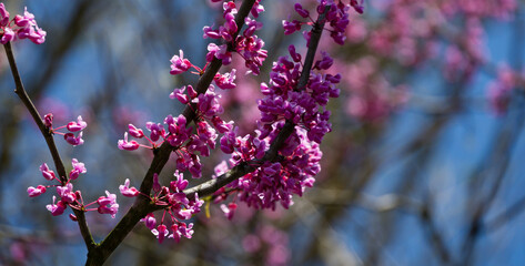 Close-up of vibrant pink-purple flower buds on Eastern Redbud, or Eastern Redbud Cercis canadensis tree branch, with soft blue sky and blurred pink blossoms in the background