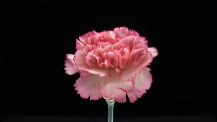 A vibrant nature closeup of blooming pink carnation, peony, and dahlia flowers with lush green leaves and delicate petals isolated on a garden background