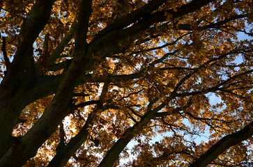 Autumn tree canopy viewed from below in a peaceful woodland setting.