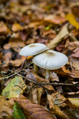 Two light-colored mushrooms growing among a thick layer of brown and golden autumn leaves and forest debris.