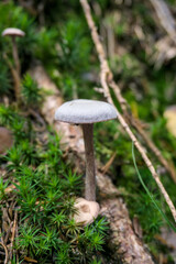 A delicate, slender mushroom with a light cap emerging from bright green moss and damp wood debris in a forest.