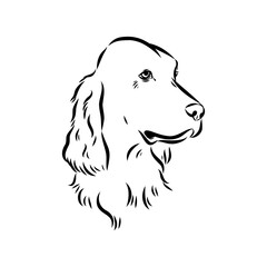 Irish Setter, vector sketch