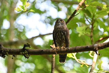 A striking, detailed of a Brown Hawk owl, Brown boobook perched on a dark, mossy branch, set against a beautifully soft, blurred background of lush green tropical foliage.