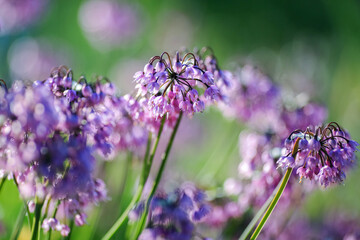 Blooming plant Allium