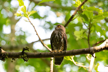 A striking, detailed of a Brown Hawk owl, Brown boobook perched on a dark, mossy branch, set against a beautifully soft, blurred background of lush green tropical foliage.