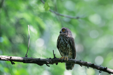 A striking, detailed of a Brown Hawk owl, Brown boobook perched on a dark, mossy branch, set against a beautifully soft, blurred background of lush green tropical foliage.
