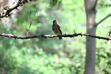 A striking, detailed of a Brown Hawk owl, Brown boobook perched on a dark, mossy branch, set against a beautifully soft, blurred background of lush green tropical foliage.