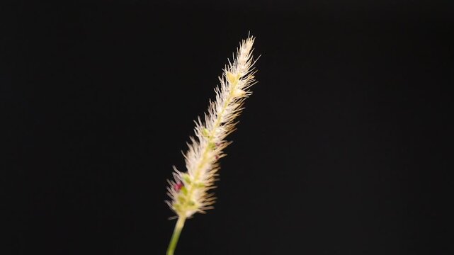 Inflorescence of grass stem isolated on dark background 