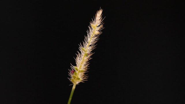 Inflorescence of grass stem isolated