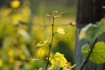 vista macro dei rami, delle foglie e dei germogli in crescita e maturazione su alcune piante di vite in un vigneto in un ambiente naturale di campagna, in Italia, di giorno, in primavera
