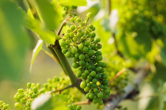 vista macro dei germogli immaturi e di color verde di alcuni grappoli d'uva attaccati alla pianta di vite