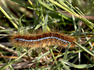brown caterpillar with dense fur on the grass