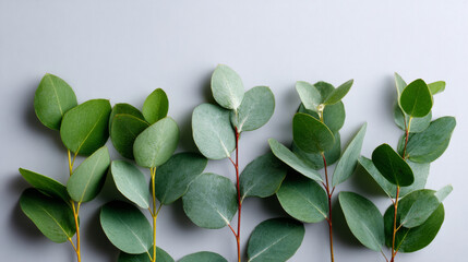 Eucalyptus stems isolated on a light background for botanical and decor purposes