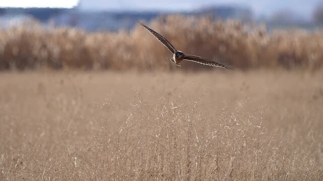Northern Harrier gliding over golden fields while it searches for prey in slow motion in Utah.
