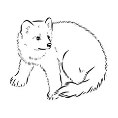 American marten, vector sketch