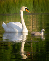Obraz premium Swan with Newly Hatched Cygnet (baby swan) on a Lake in Hildesheim, Germany