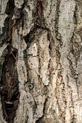 Fototapeta premium close-up detail of the texture of the brown, cracked-like bark