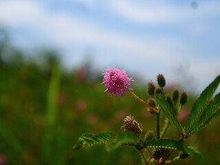 A close-up of a delicate, fluffy pink Mimosa pudica flower (sensitive plant) in bloom, sharply focused against a blurred background of green foliage.