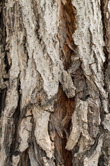 close-up detail of the texture of the brown, cracked-like bark