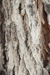 close-up detail of the texture of the brown, cracked-like bark