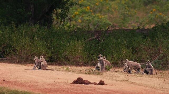 Gray langurs Semnopithecus priam sitting near a dirt road with bushes and trees in the background in Sri Lanka. Wildlife footage for nature documentaries and educational projects. Slow motion video.