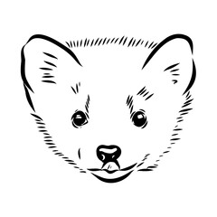 American marten, vector sketch
