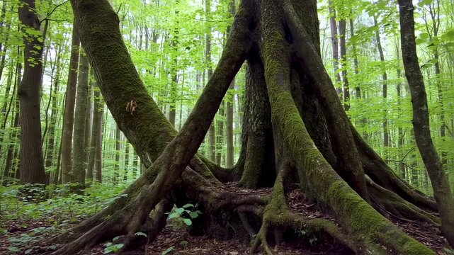 Lush forest floor with interwoven tree roots