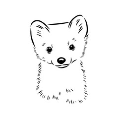 American marten, vector sketch