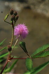 A close-up of a soft and delicate pink Mimosa pudica flower (sensitive plant) in bloom, with sharp focus against the backdrop of a tranquil river.