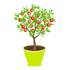 Peach tree with fruits in a pot on a white background..eps