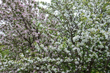 Obraz premium apple orchard with Pink and White Blossoms in Spring close up