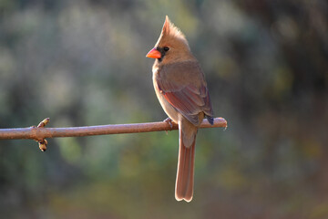A female cardinal in the garden, Sainte-Apolline, Québec, Canada