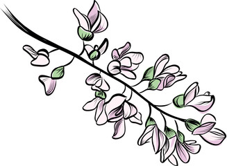 Blooming acacia branch pink flowers botanical illustration