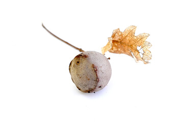 oak gall and leaf on white background, nature and autumn theme.