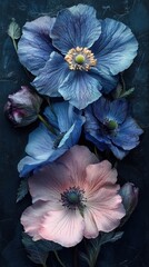 Vivid bouquet of blue and pink poppy flowers on a dark textured backdrop