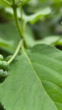 Green unripe mulberry fruit cluster growing on branch with fresh leaves