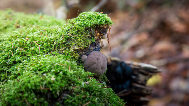 A fungus commonly known as King Alfred's cakes, Daldinia concentrica, on fallen tree trunks, Humford Woods, Northumberland. 