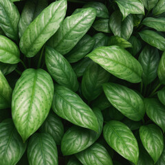  Close-up of green leaves elegant green leaf background copy space