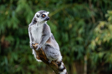 Ring-Tailed Lemur, Lemus Catta, on Tree Branch. A ring-tailed lemur perched on a tree branch against a blurred green background. © Michael