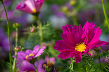 Obraz premium Pink cosmos flower in the bush