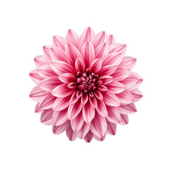 Watercolor pink dahlia flower isolated on white background.