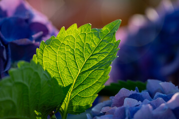 Green leaf between purple hydrangeas
