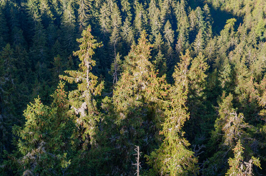 Aerial view of a dense forest canopy where sunlight paints the treetops with gold, creating a mosaic of light and shadow, Low Tatras, Zilina Region, Slovakia.