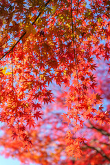 光に透ける紅葉 - 繊細な色彩の秋模様