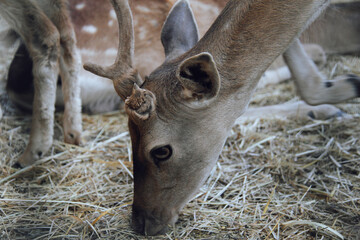 Portrait of a young deer